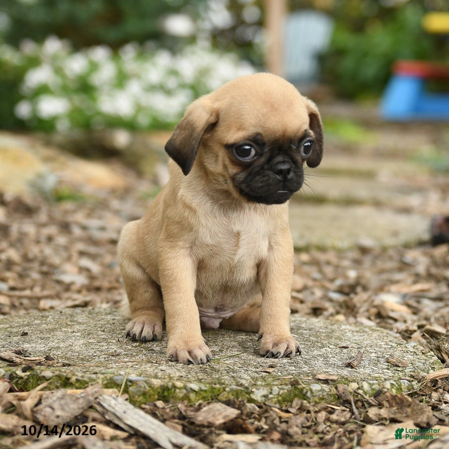 Pug dogs for sale: Hector  - Ad 2