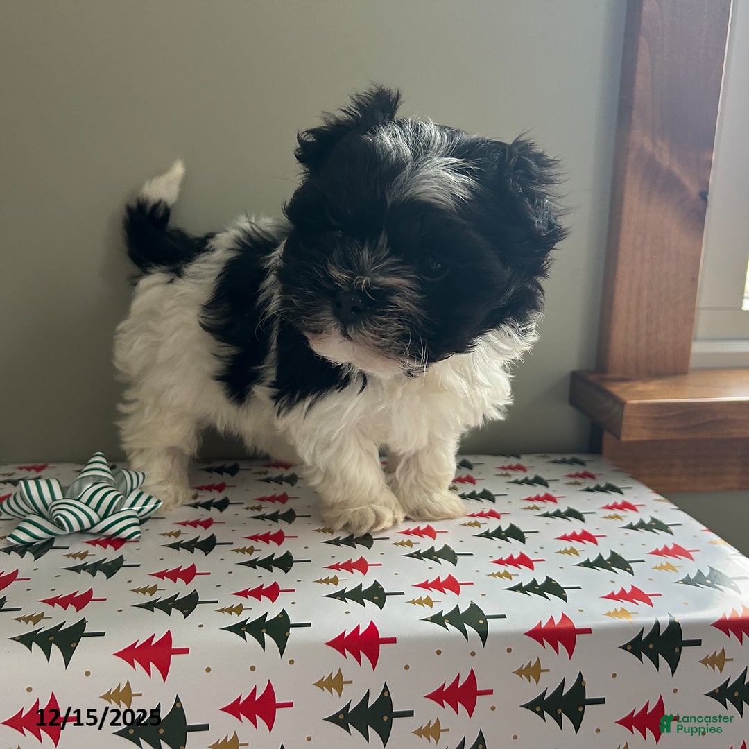 Havanese dogs for sale: Cozy - Ad 4