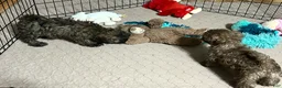 Shihpoo dogs for sale: Shihpoo 5 (Shih Tzu / Poodle) - Ad 9