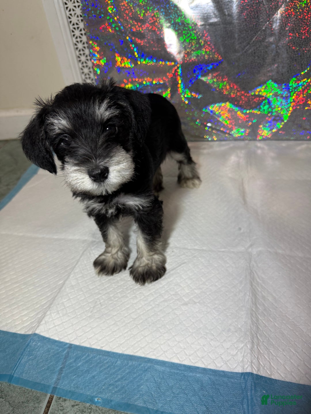 Miniature Schnauzer dogs for sale: Miniature Schnauzer Puppy 5 - Ad 1