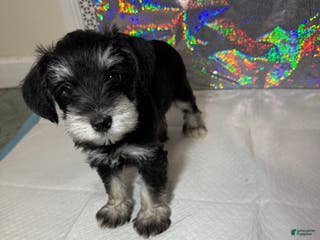 Miniature Schnauzer dogs Miniature Schnauzer Puppy 5 - Ad 32