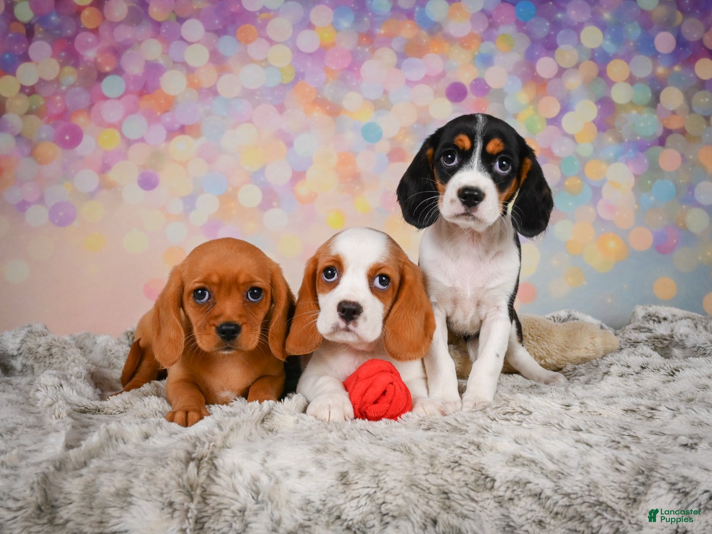 Beaglier dogs Bailey - Ad 2