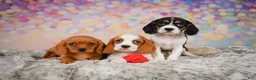 Beaglier dogs for sale: Bailey - Ad 2