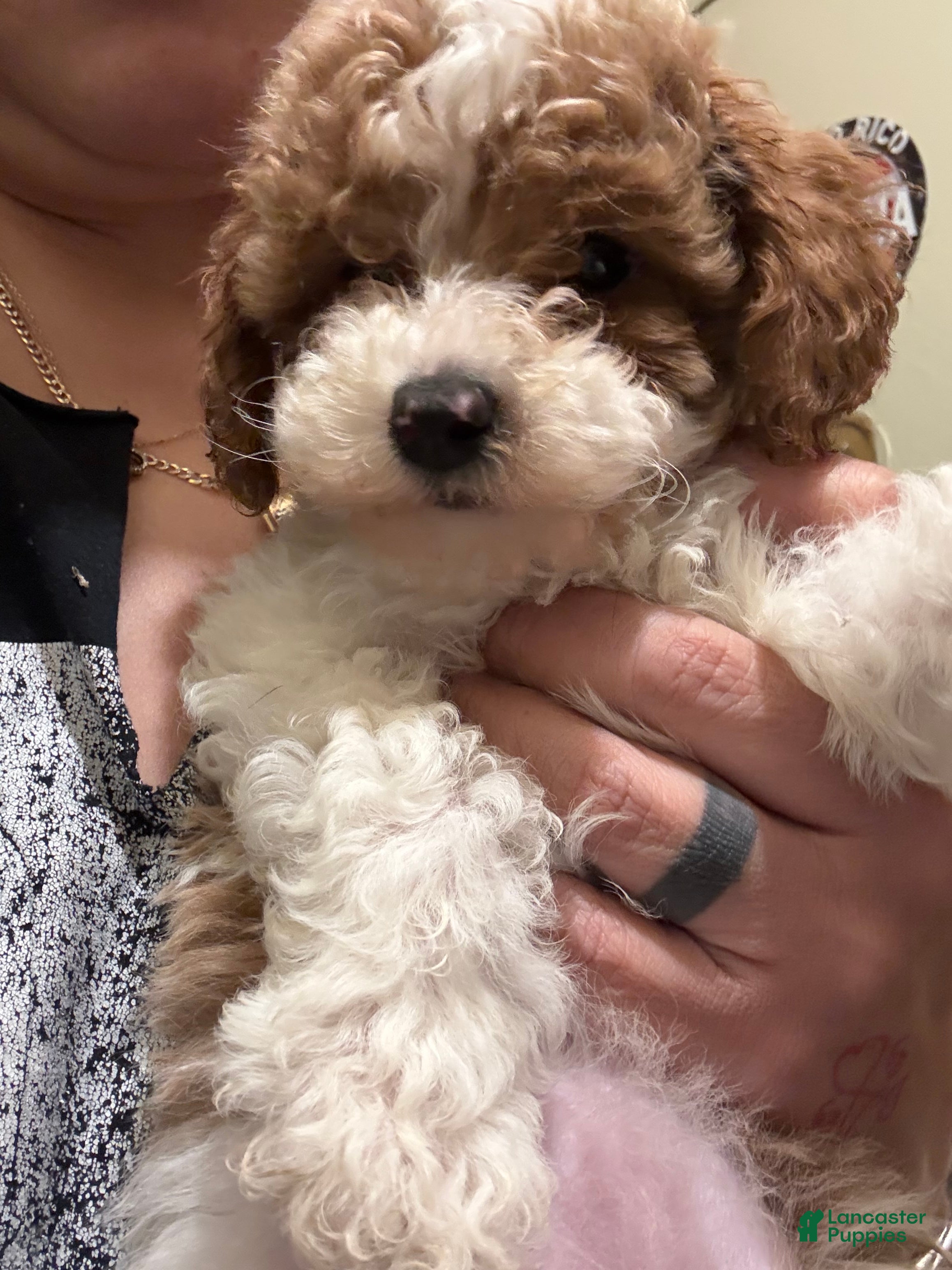 Cavapoo dogs Cavapoo Puppy 4 - Ad 2