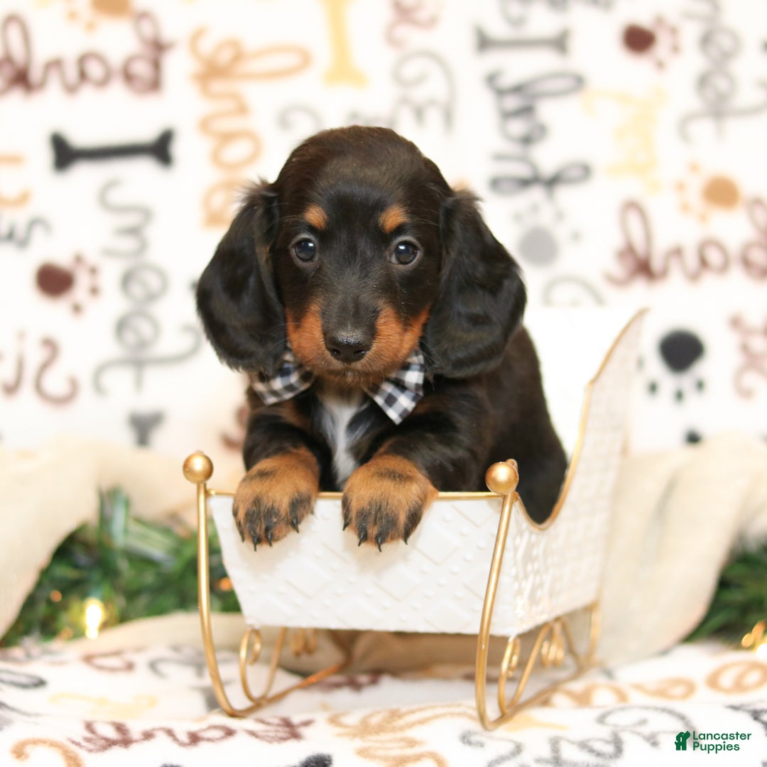 Miniature Dachshund dogs for sale: janelle - Ad 1