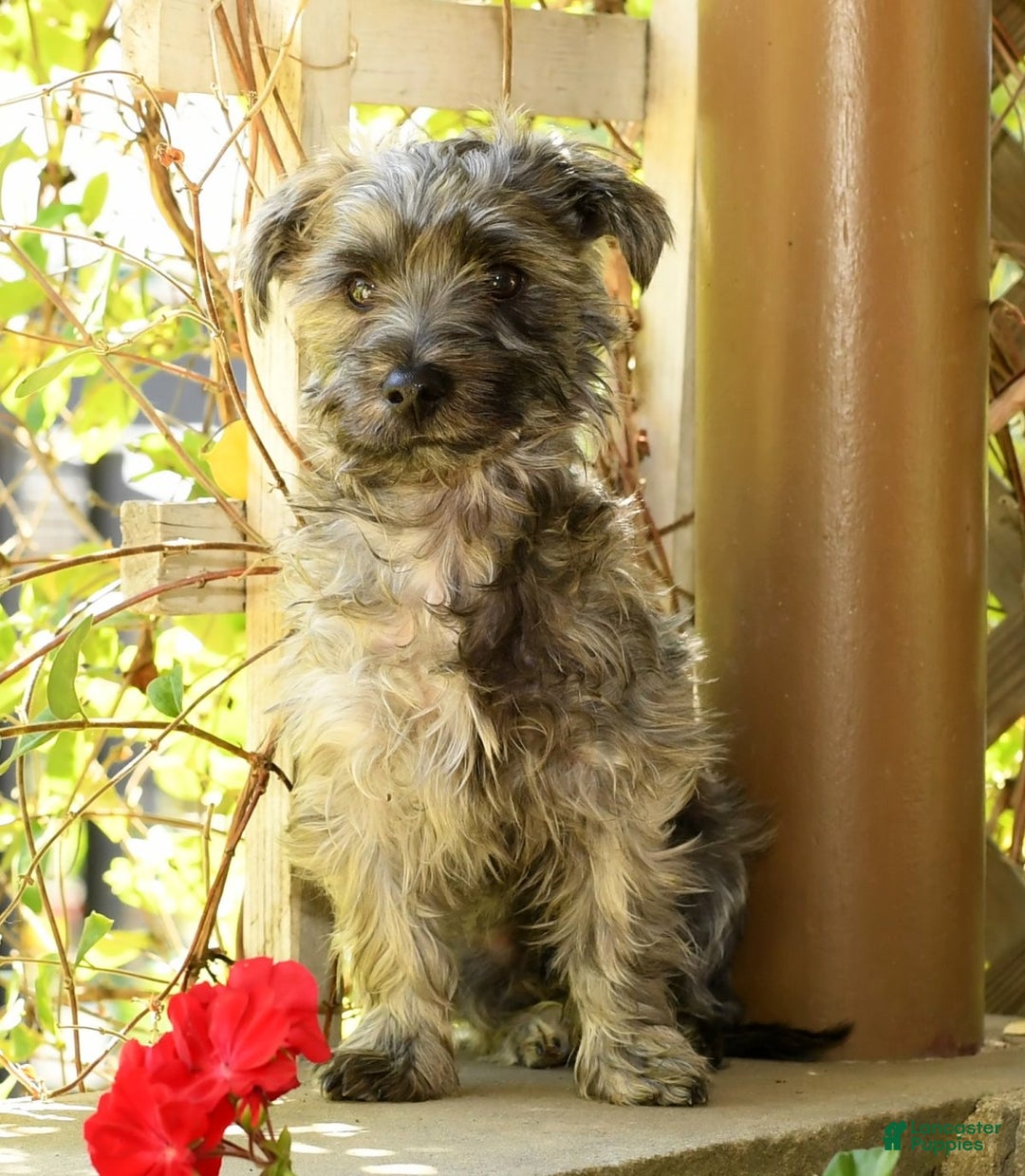 Morkie dogs for sale: Dallas - Ad 2
