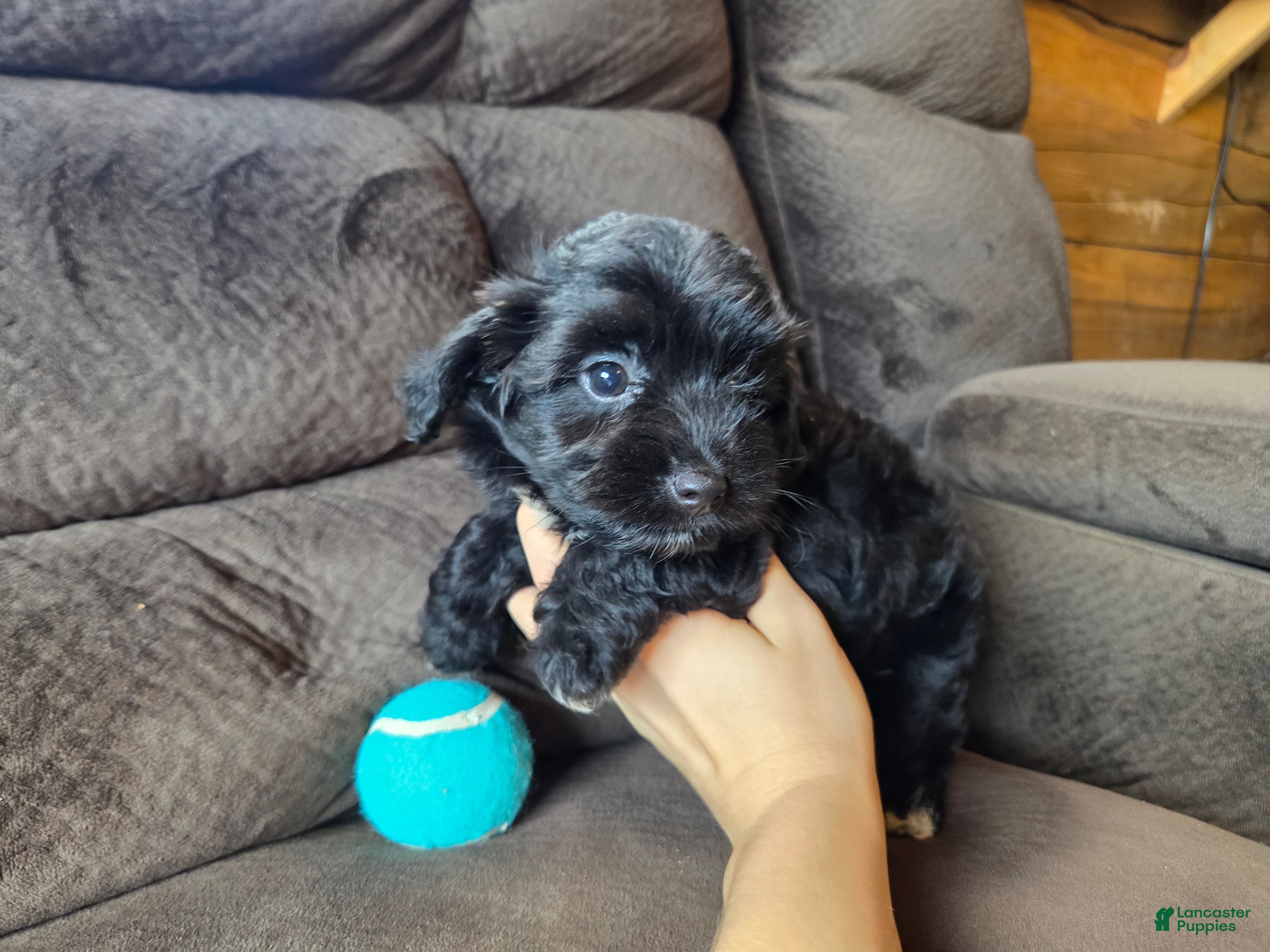 Mini Aussiedoodle dogs Drakar - Ad 2