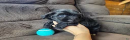 Mini Aussiedoodle dogs for sale: Drakar - Ad 2