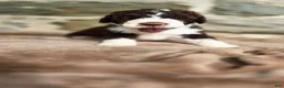 Portuguese Water Dog dogs for sale: Elizabeth - Ad 2