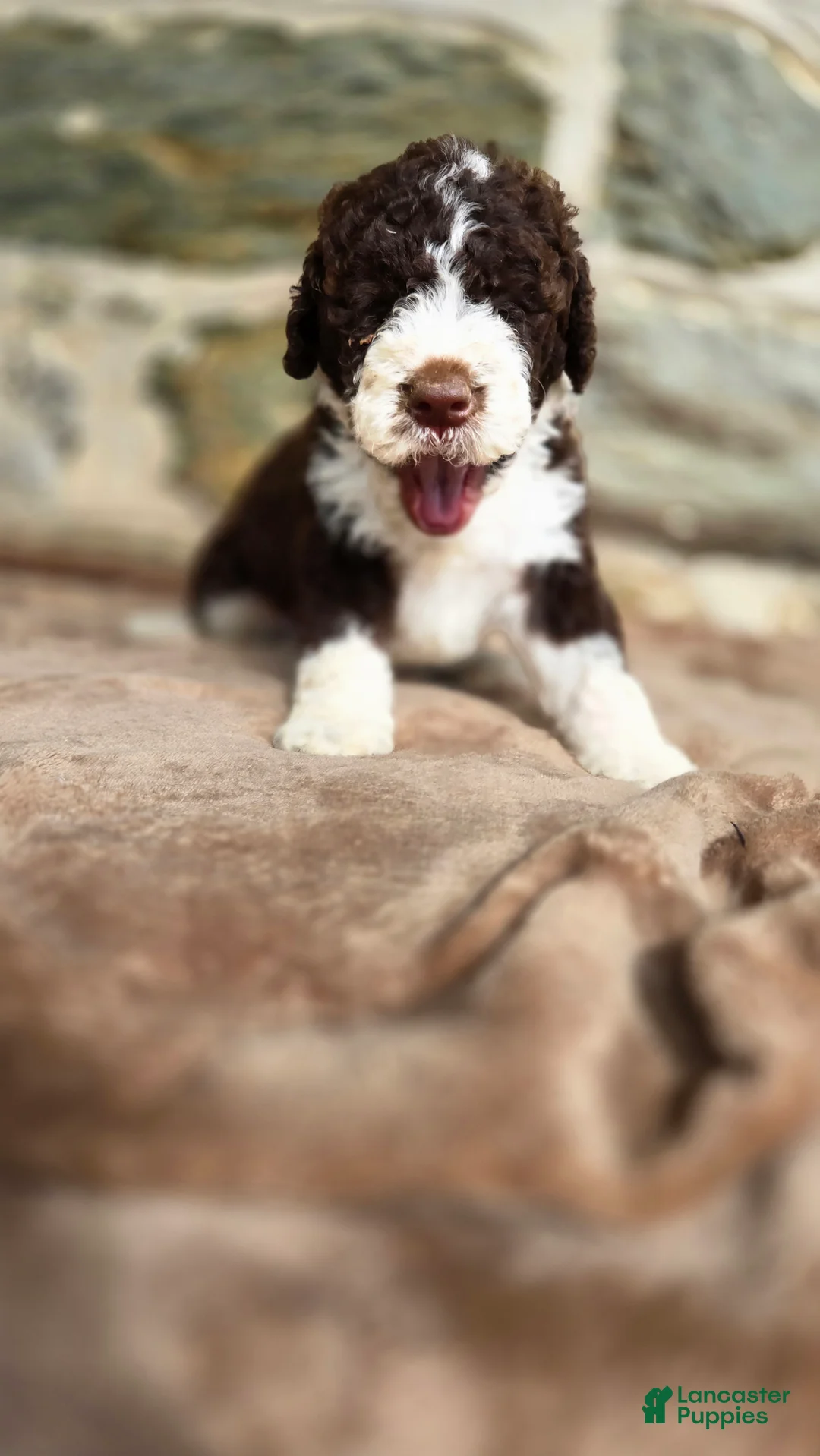 Portuguese Water Dog dogs for sale: Elizabeth - Ad 2