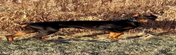 Doberman Pinscher dogs for sale: Upcoming Doberman Litter  - Ad 5