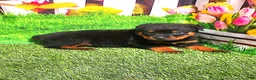 Rottweiler dogs for sale: Mason - Ad 3