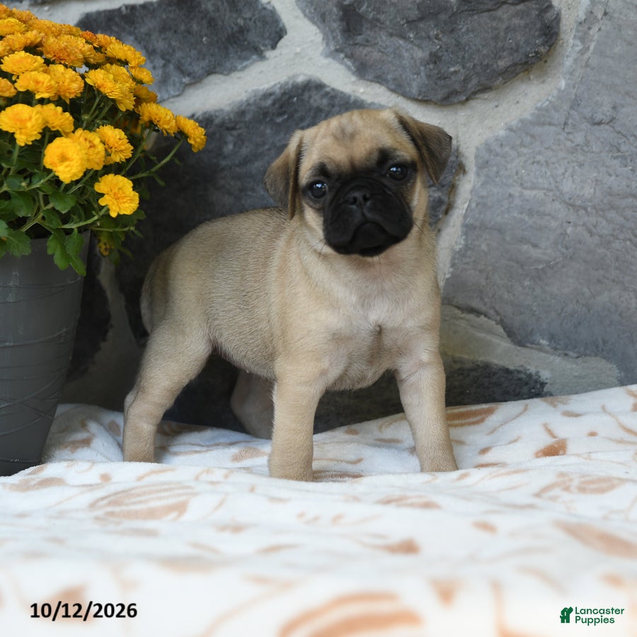 Pug dogs Peanut  - Ad 2