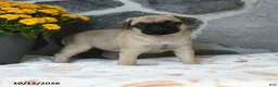 Pug dogs for sale: Peanut  - Ad 2