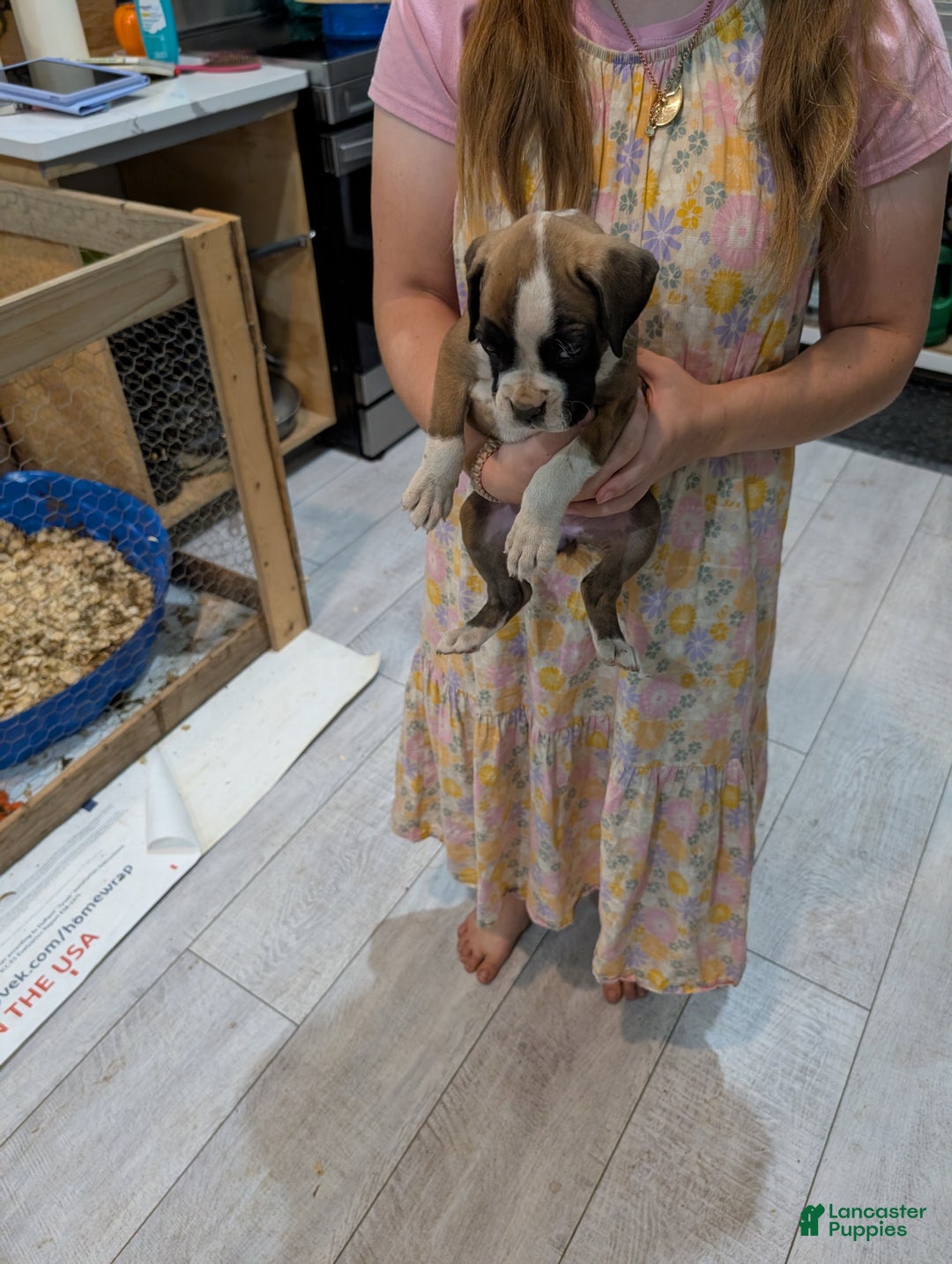 Boxer dogs for sale: Pearl - Ad 3