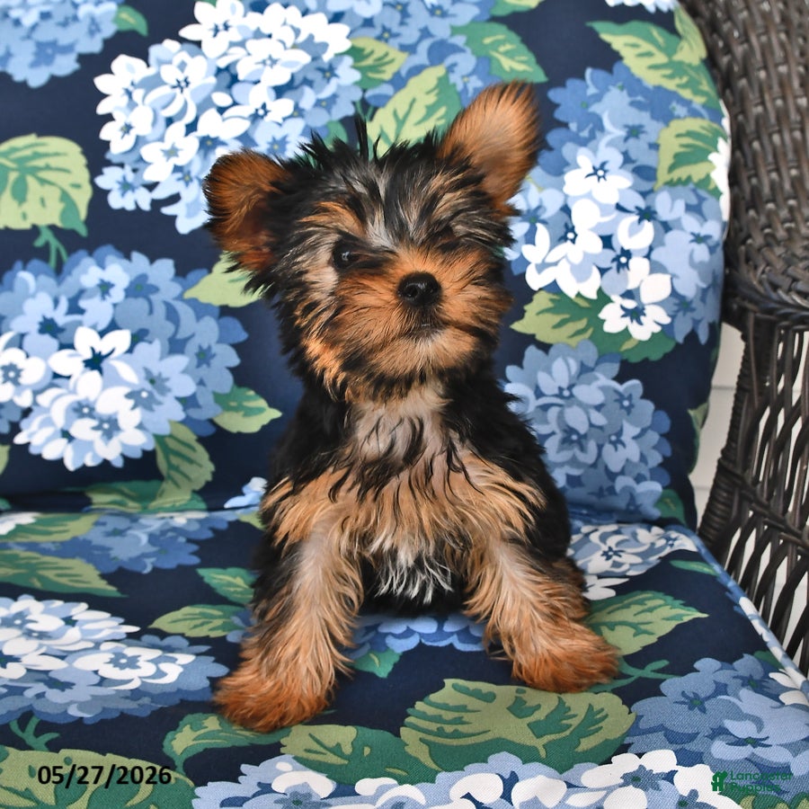 Yorkshire Terrier dogs Truffle  - Ad 2