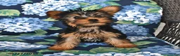 Yorkshire Terrier dogs for sale: Truffle  - Ad 2