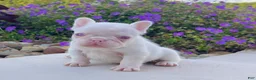 French Bulldog dogs for sale: Ariel Pink - Ad 1