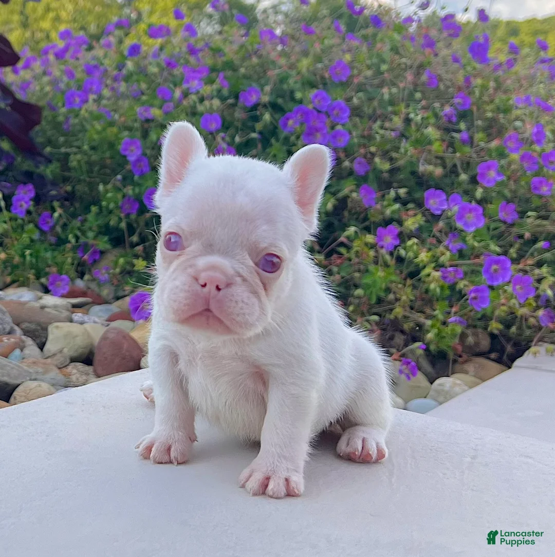French Bulldog dogs for sale: Ariel Pink - Ad 1
