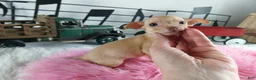 Chihuahua dogs for sale: Teacup Red Fawn girl, Nationwide Delivery  - Ad 5