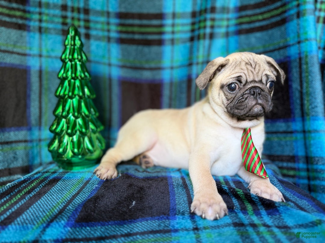 Pug dogs for sale: Angel - Ad 10