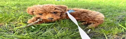 Goldendoodle dogs for sale: Rocky - Ad 6