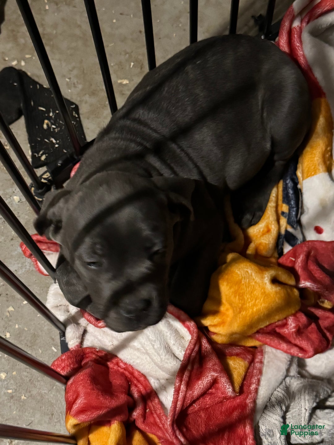 Cane Corso dogs for sale: Cane Corso Puppy 5 - Ad 3