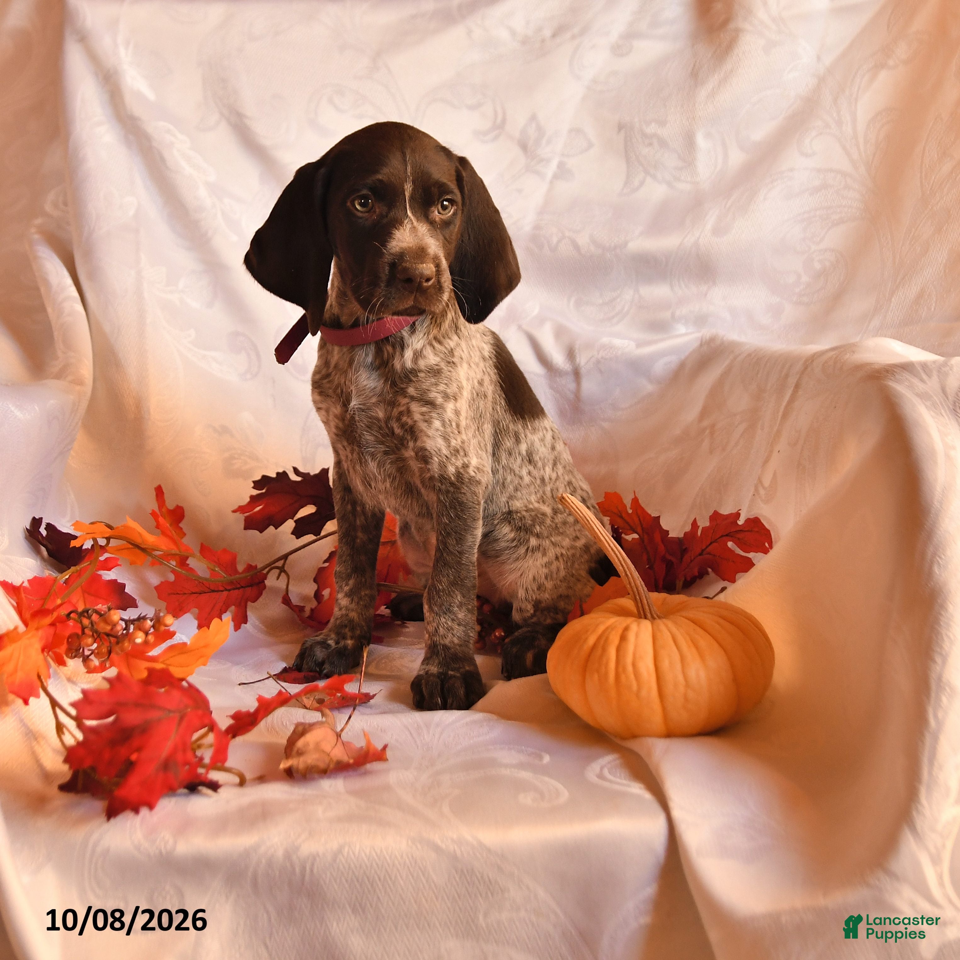German Shorthaired Pointer dogs Angel - Ad 1