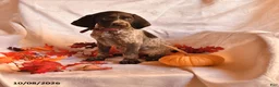 German Shorthaired Pointer dogs for sale: Angel - Ad 1