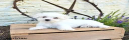 Mixed Breed dogs for sale: Elias - Ad 5