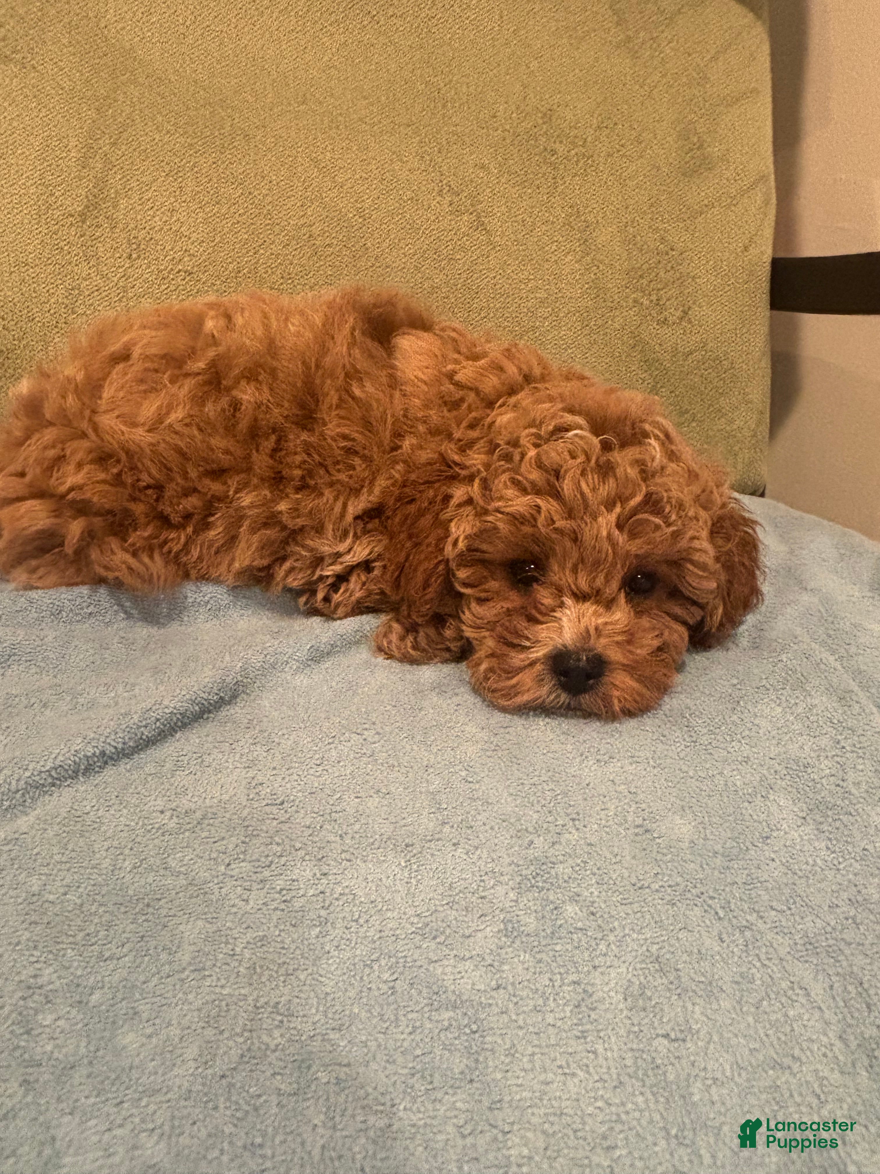 Maltipoo dogs Simba  - Ad 1