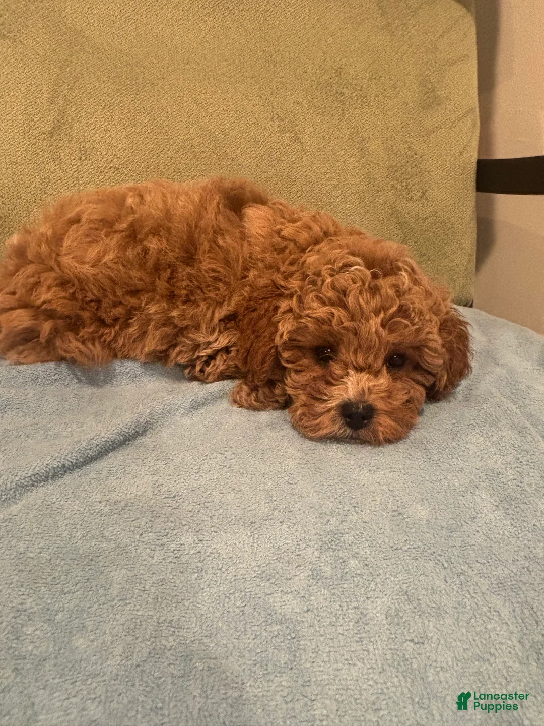 Maltipoo dogs for sale: Simba  - Ad 1