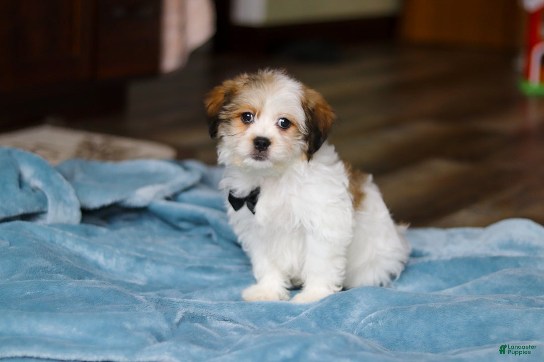 Teddy Bear dogs for sale: Ian - Ad 4