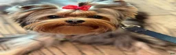 Yorkshire Terrier dogs for stud: Henri Houdini  - Ad 1