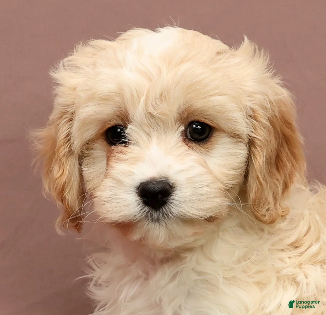 Cavapoo dogs for sale: Lori - Ad 6