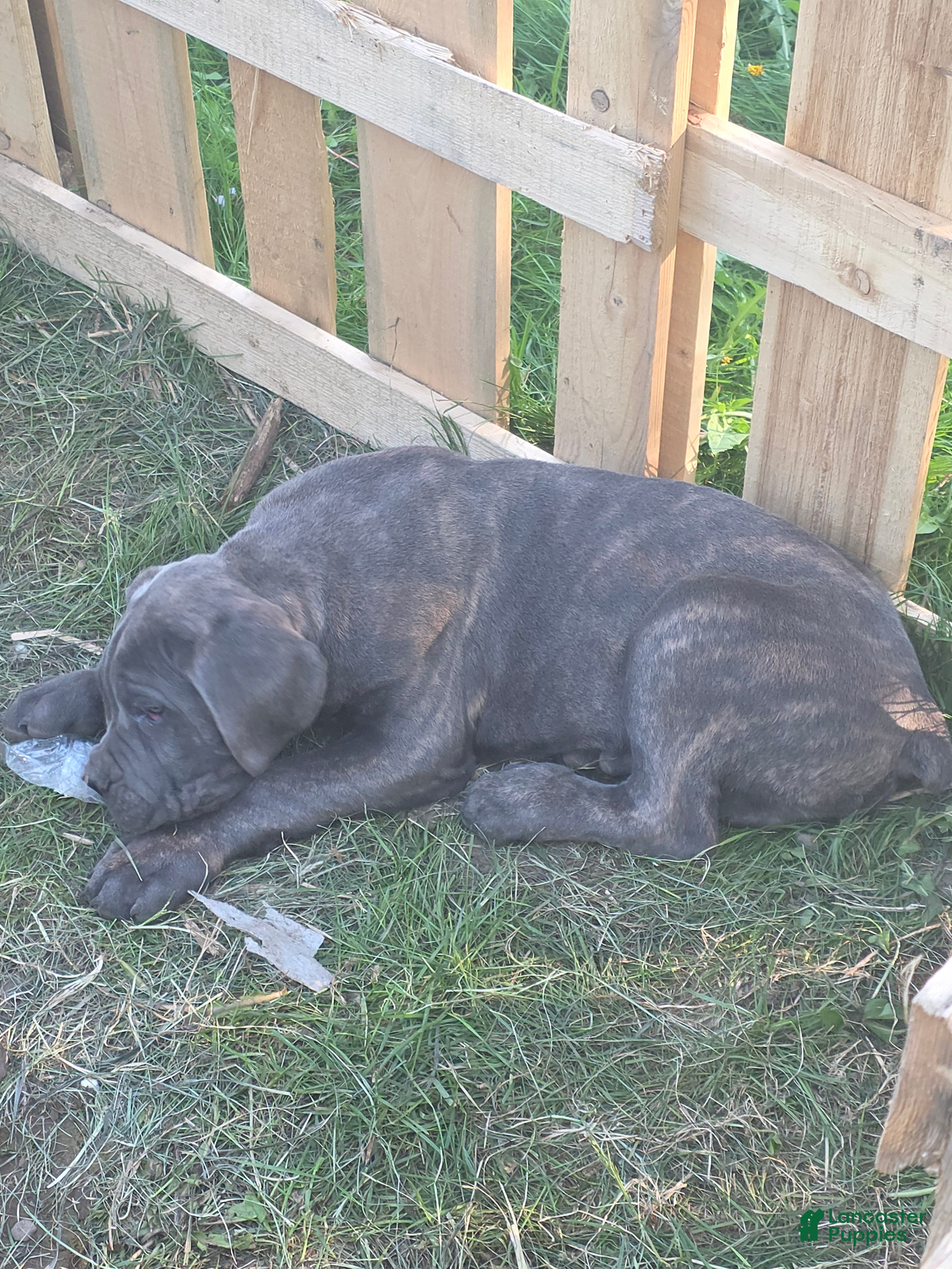 Cane Corso dogs for sale: Cane Corso Puppy 2 - Ad 2