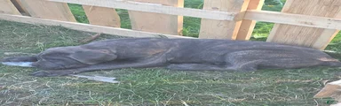 Cane Corso Puppy 2