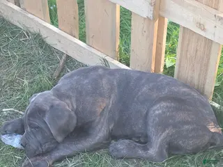 Cane Corso dogs Cane Corso Puppy 2 - Ad 37