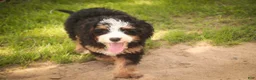 Mini Bernedoodle dogs for sale: Mooney Mini Bernedoodle  - Ad 17