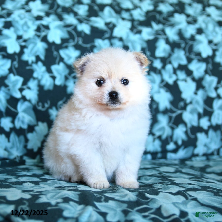Pomeranian dogs Fluffy - Ad 4