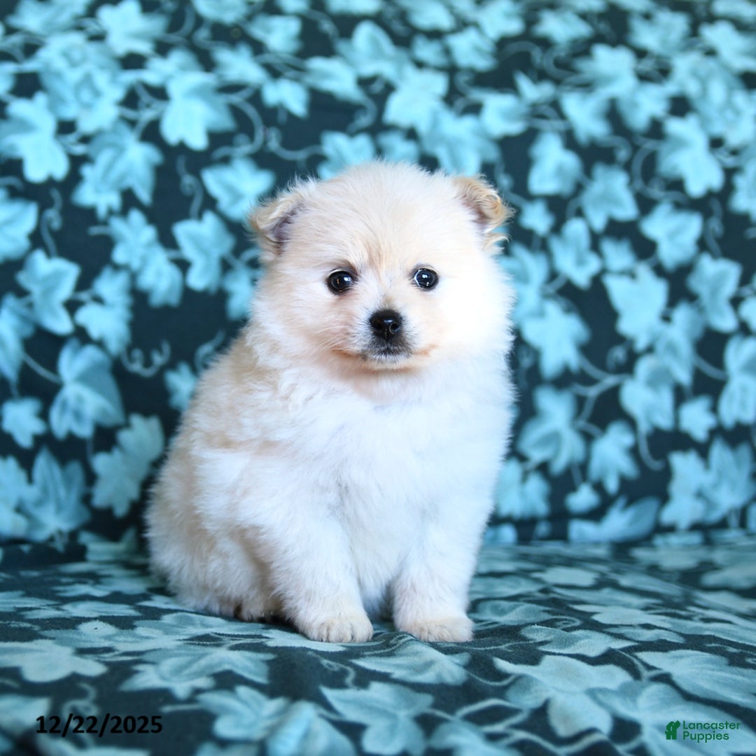 Pomeranian dogs for sale: Fluffy - Ad 1