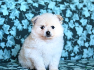 Pomeranian dogs Fluffy - Ad 4