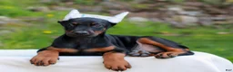 Doberman Pinscher dogs for sale: Addison  - Ad 1