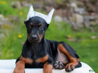 Doberman Pinscher dogs for sale: Addison - Ad 4
