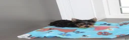 Yorkshire Terrier dogs for sale: Peanut - Ad 2