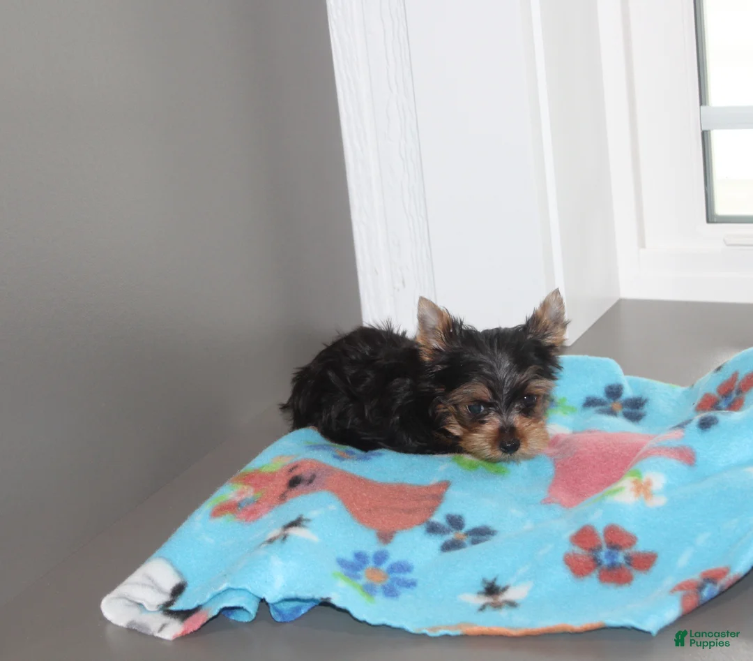 Yorkshire Terrier dogs for sale: Peanut - Ad 2
