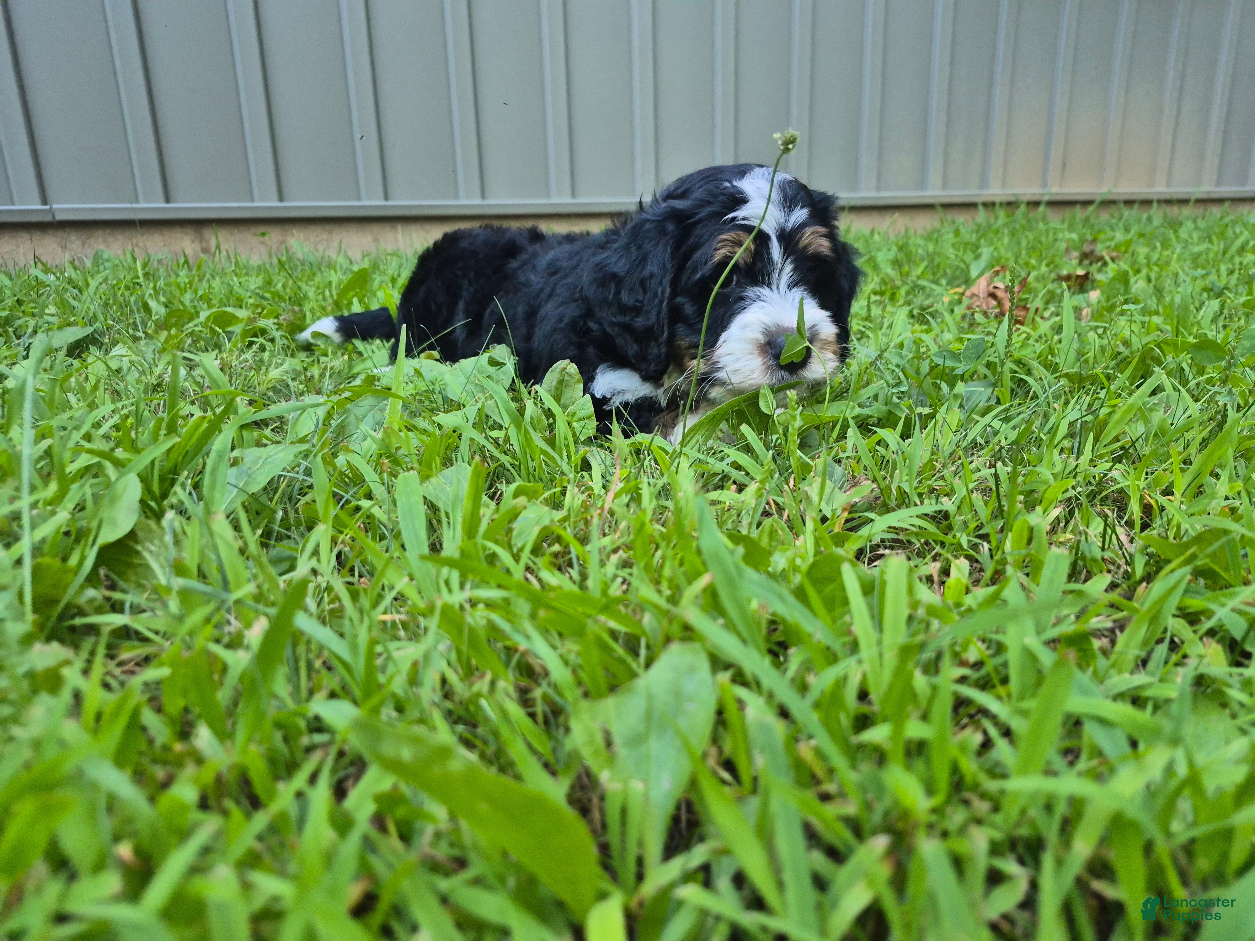 Bernedoodle dogs Duke  - Ad 2