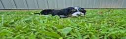 Bernedoodle dogs for sale: Duke  - Ad 2
