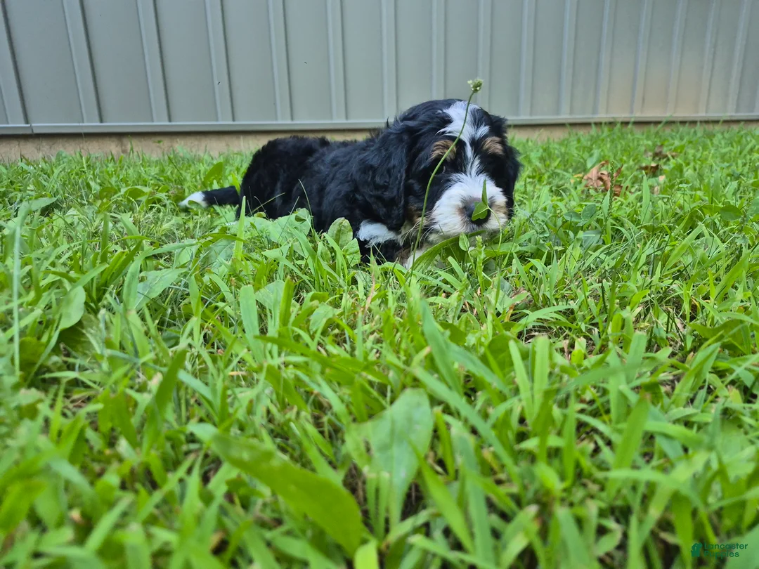 Bernedoodle dogs for sale: Duke  - Ad 2