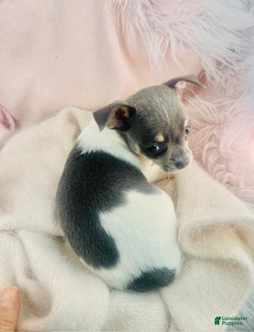 Chihuahua dogs for sale: Chihuahua Puppy 2 - Ad 1
